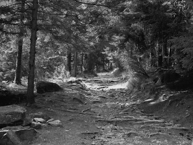 Sentiero nella pineta