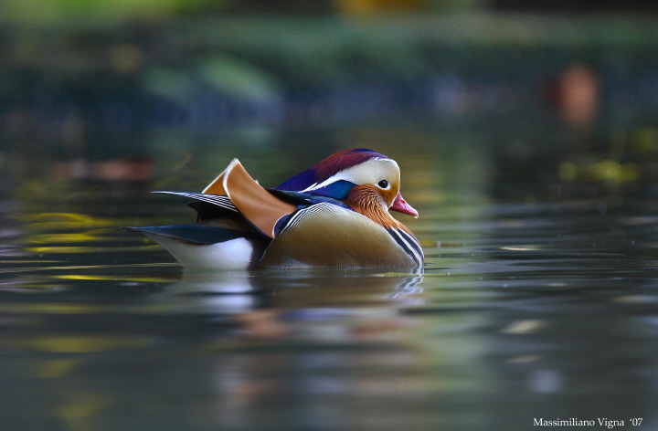 anatra mandarina + luminosa