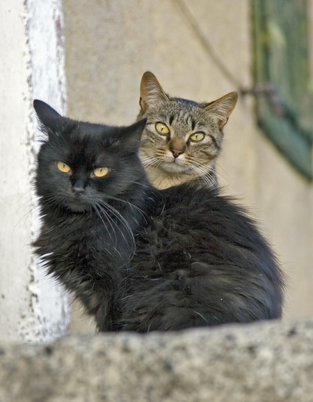 il gatto a due teste