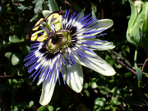 Passiflora
