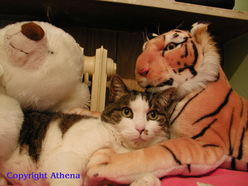 Mussy con orsetto e tigre (colori)