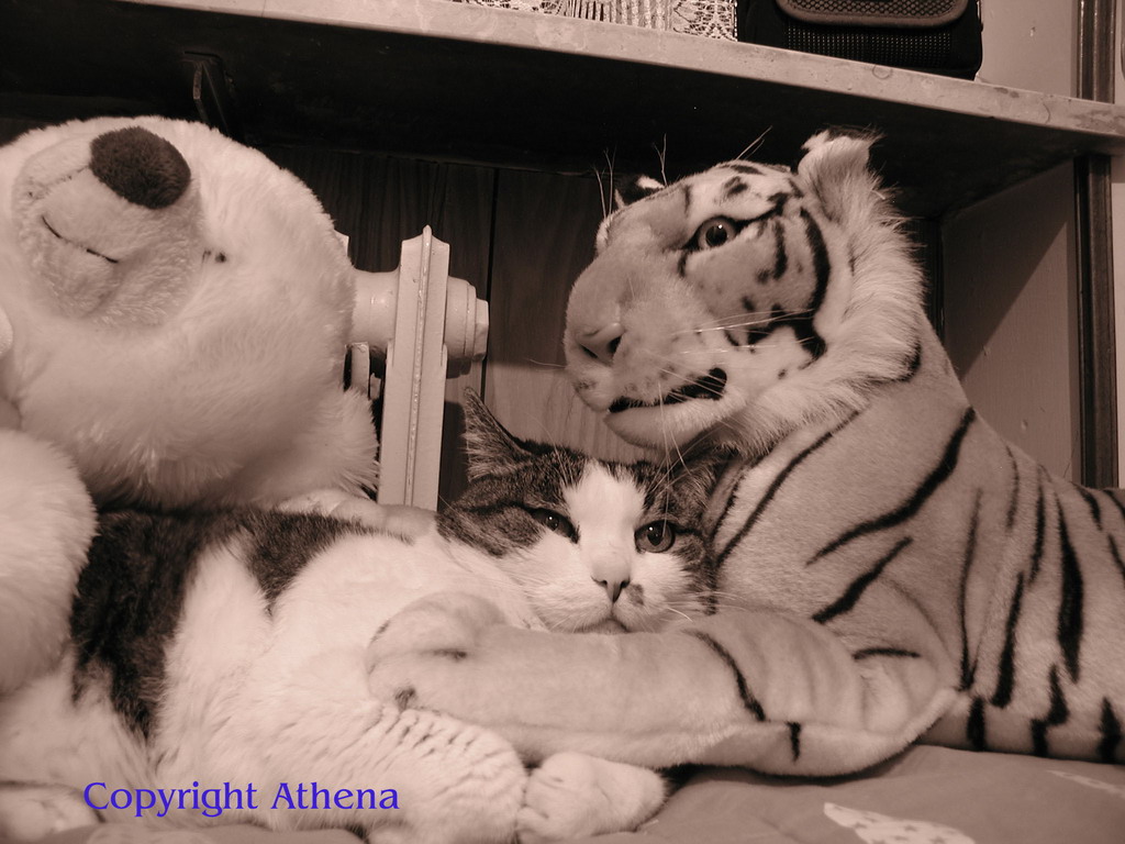 Mussy con orsetto e tigre (in seppia mod.)