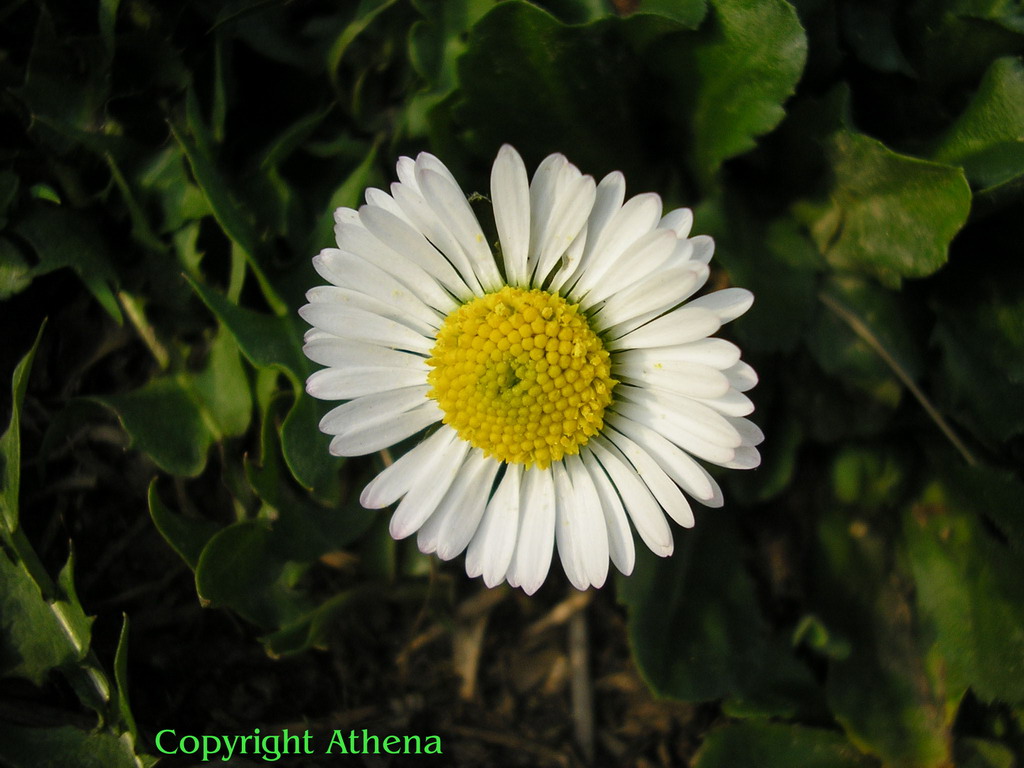 Macro di 2 cm alla margherita