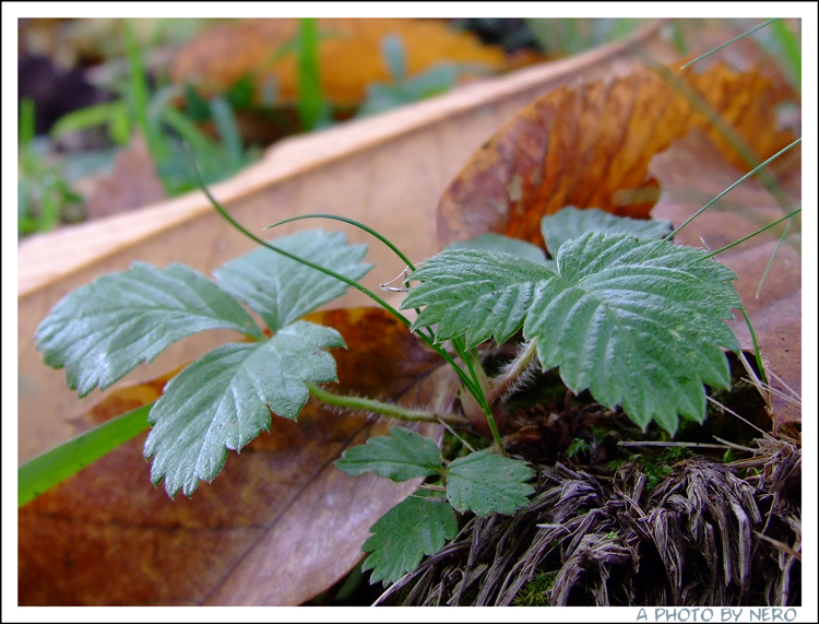 Colori dell'Autunno 4