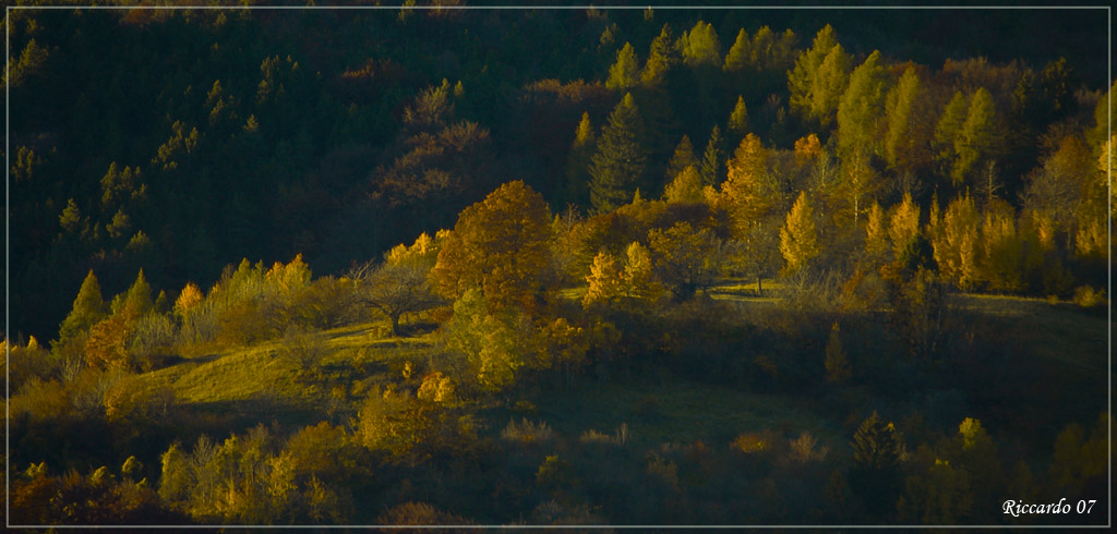 Il bosco prende fuoco...