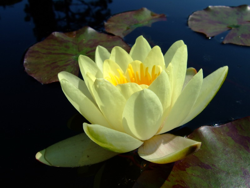very rare water lily