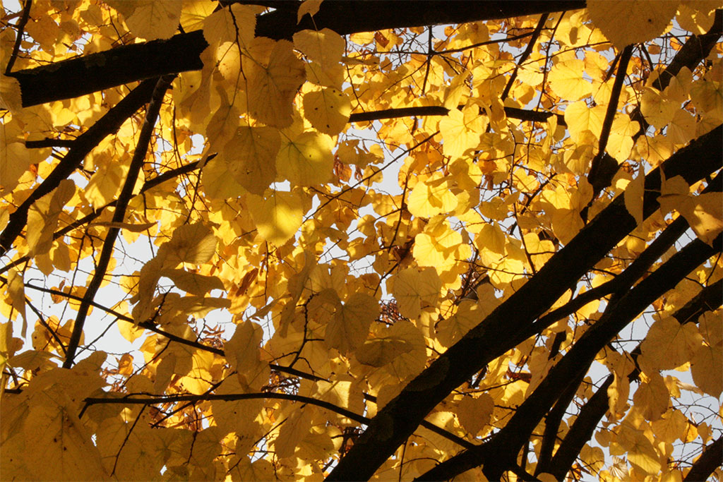 autunno in giallo