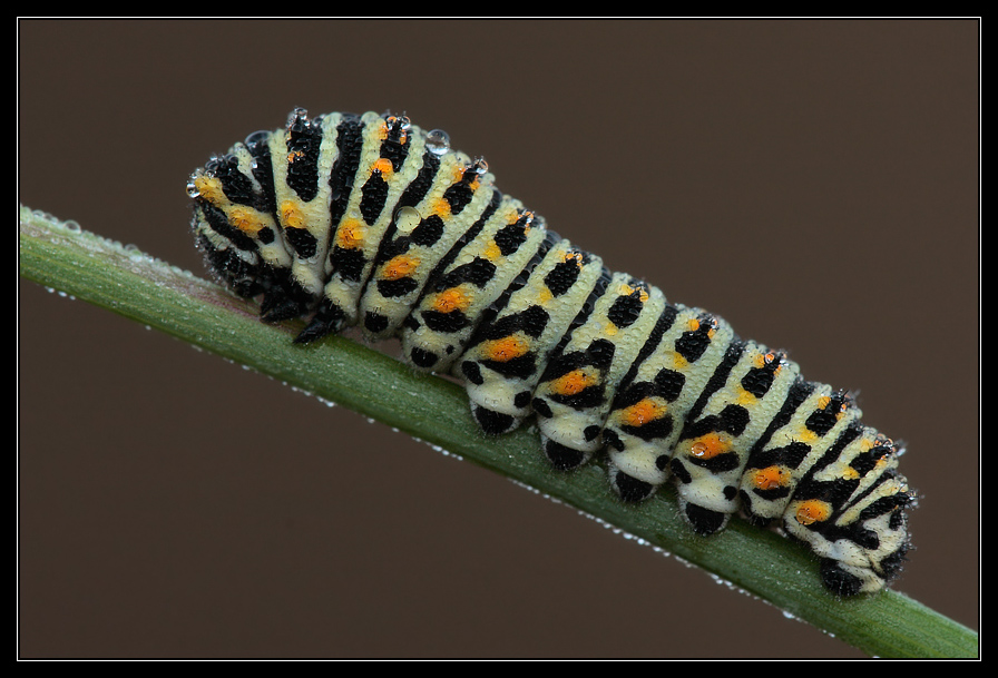 Bruco di Papilio Macaon