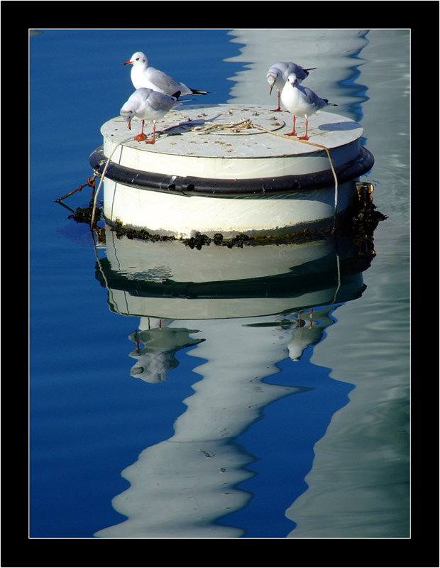 eravamo 4 amici al bar