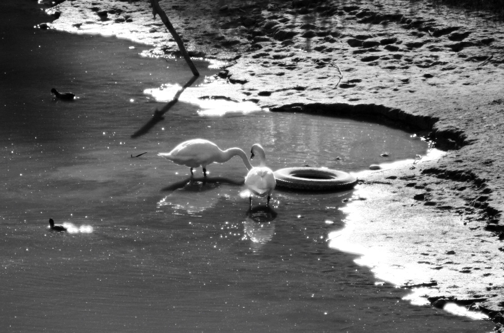 Convivere con l'uomo