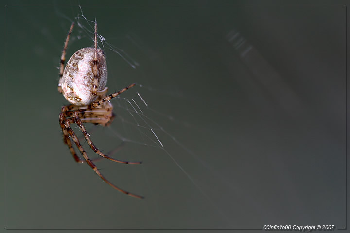 :: Paziente attesa...