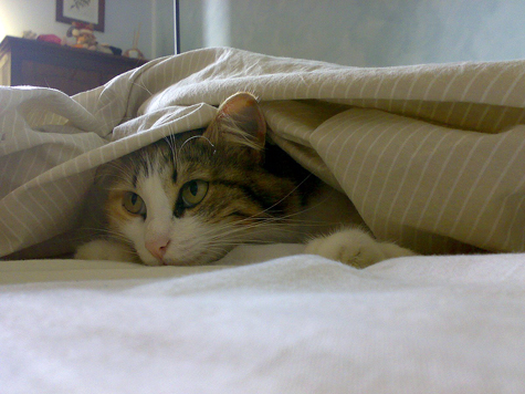 la Principessa Sissi