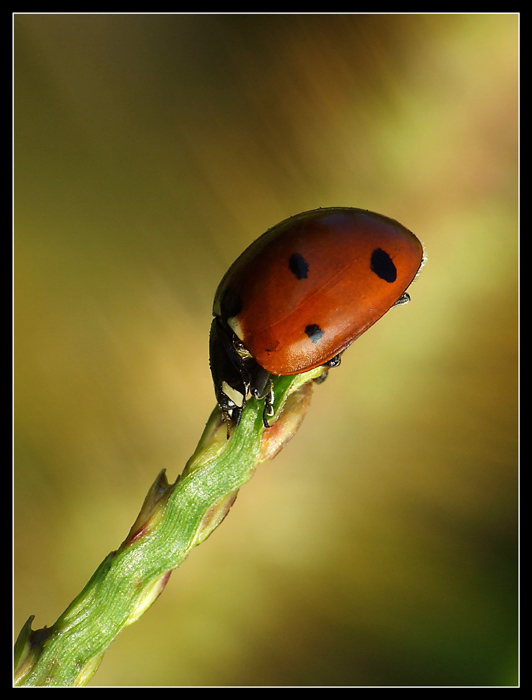 Coccinella al sole