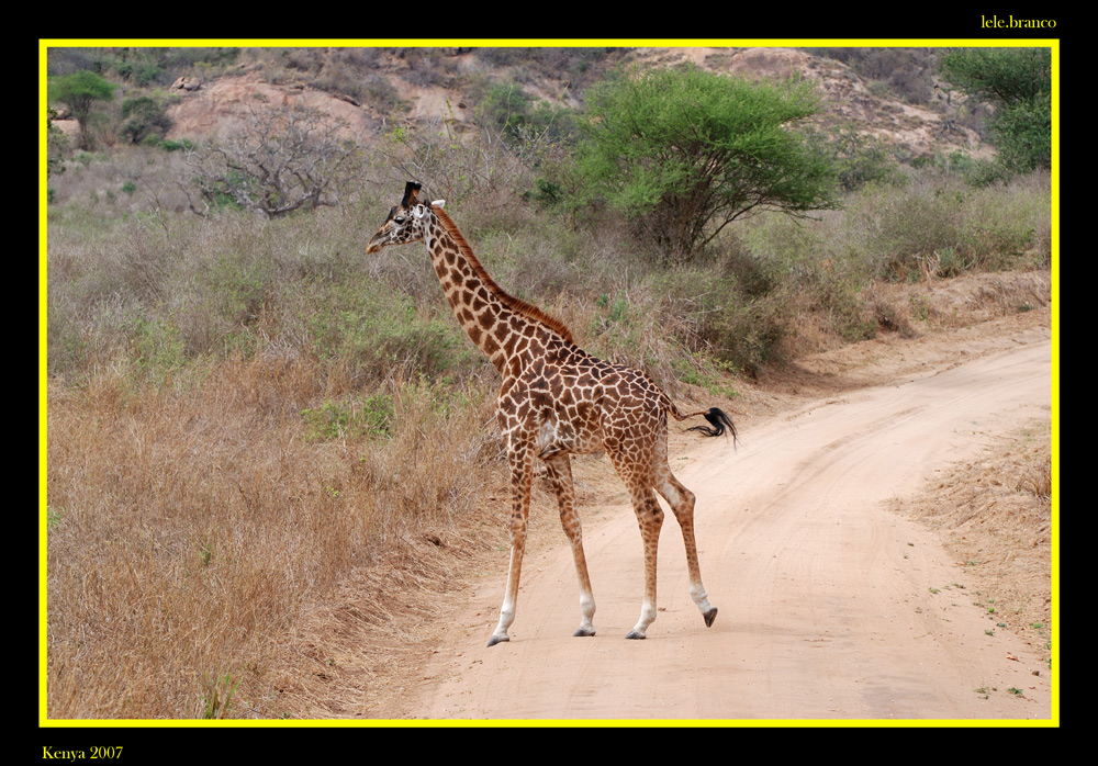 Attenzione attraversamento giraffe!!!