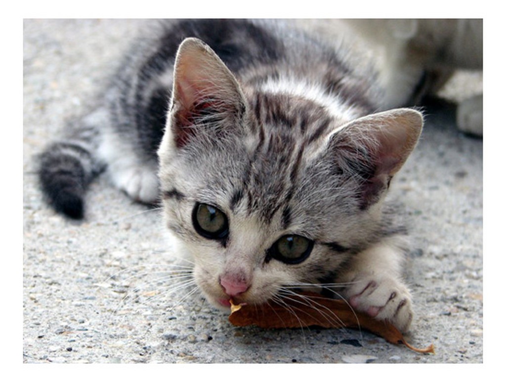 Gli occhi della furbizia