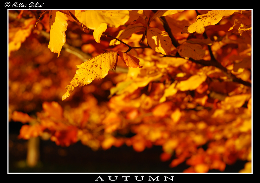 Autumn 2