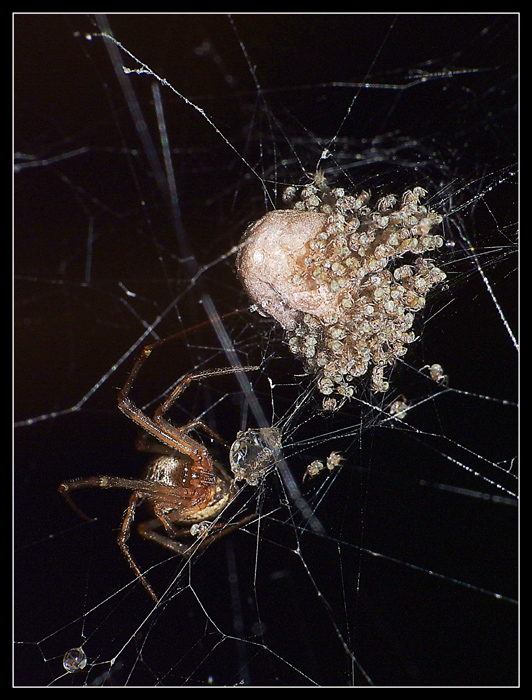 Nido di ragno