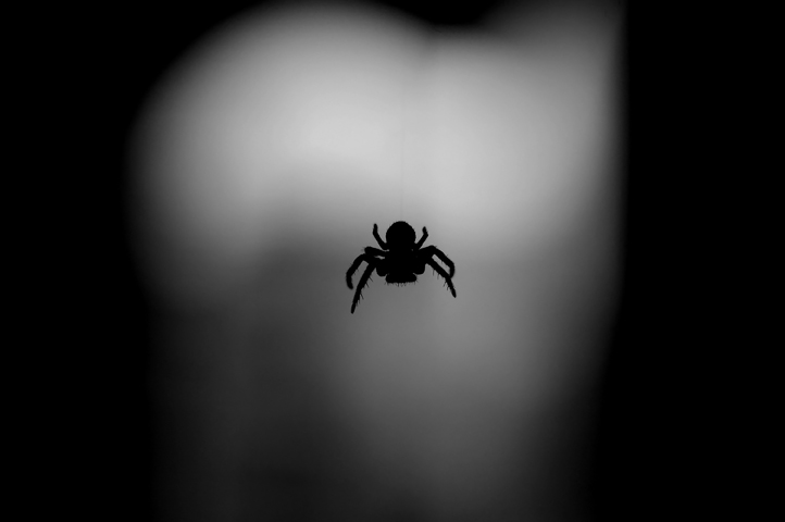 In Agguato...Appeso al Suo Filo