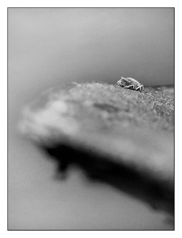 ::: MA CHE ANIMALETTO E'??? :::