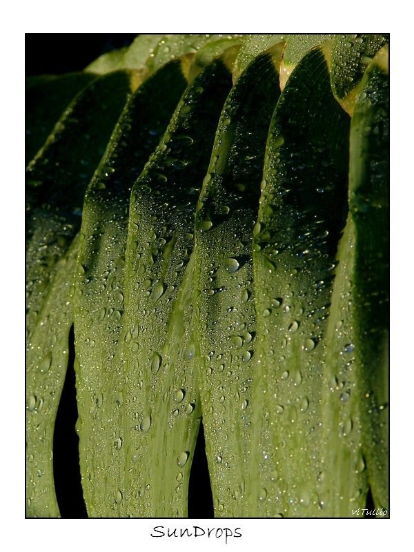 Gocce di sole 2