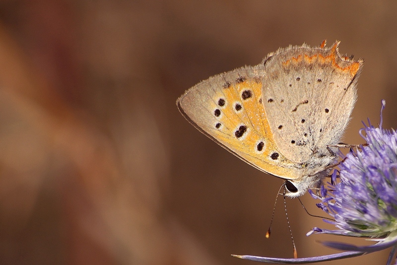 Scatto estivo - ripescaggio