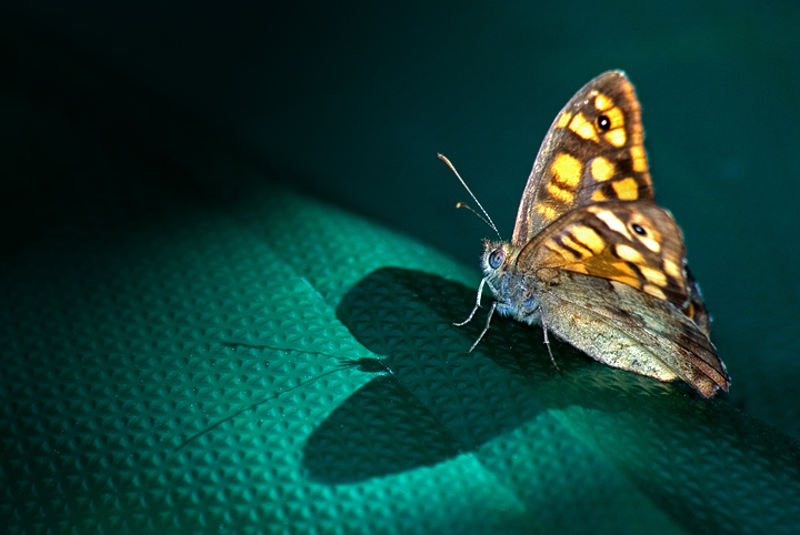 Le antenne del cuore