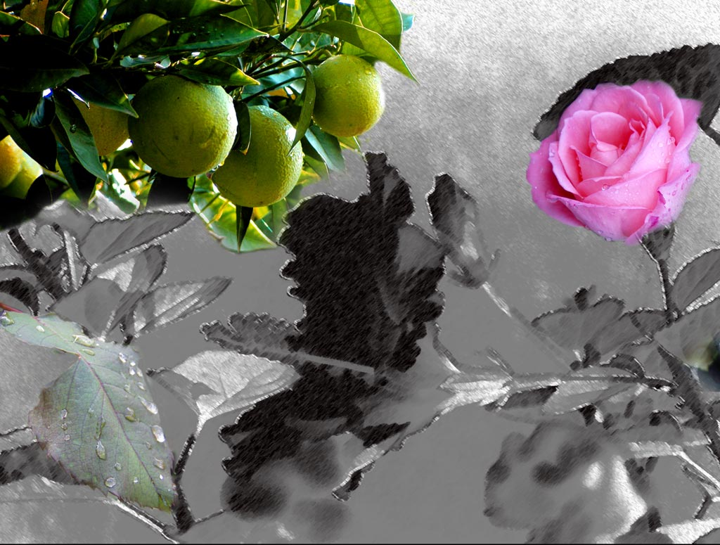 B/N FRUTTA FIORI & COLORI