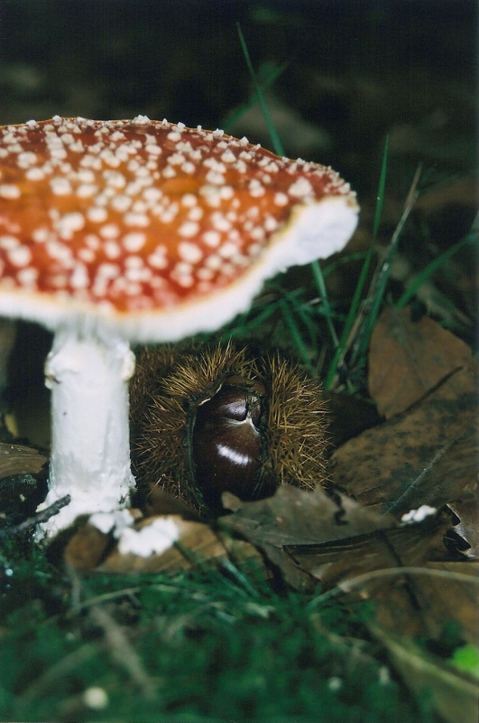 Castagne sotto un fungo