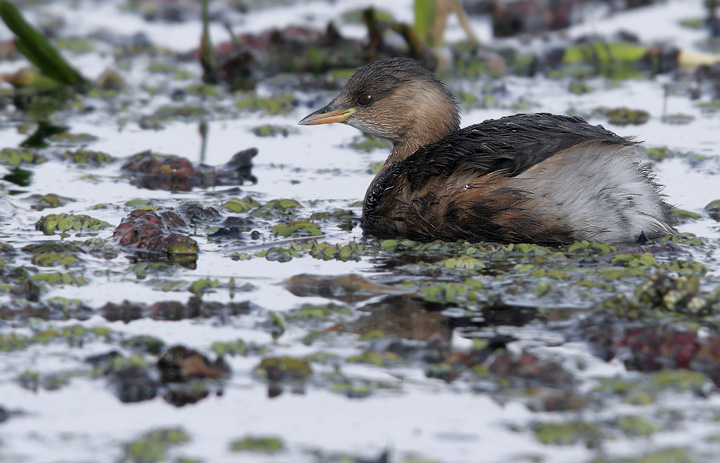 Renzo-Ancora Tuffetto