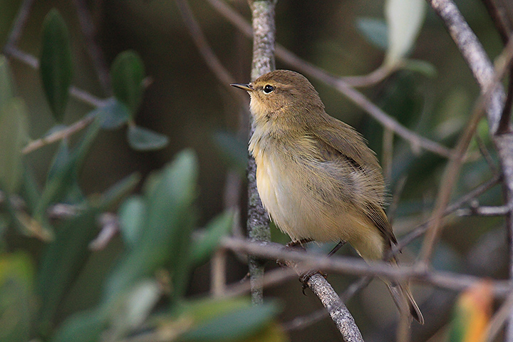 il primo raggio di sole