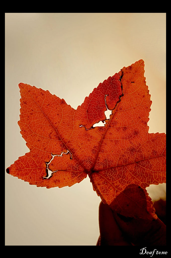 Autumn pt.9 [the sun through a leaf]