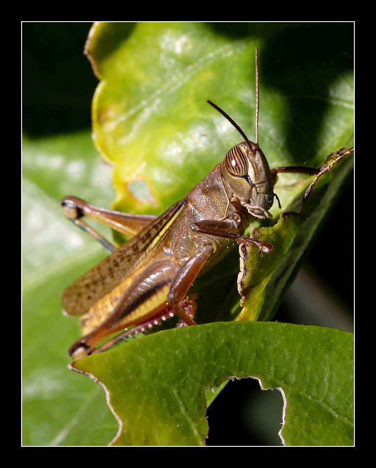L'ora del pranzo....