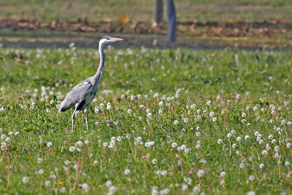 Cenerino fra i soffioni...