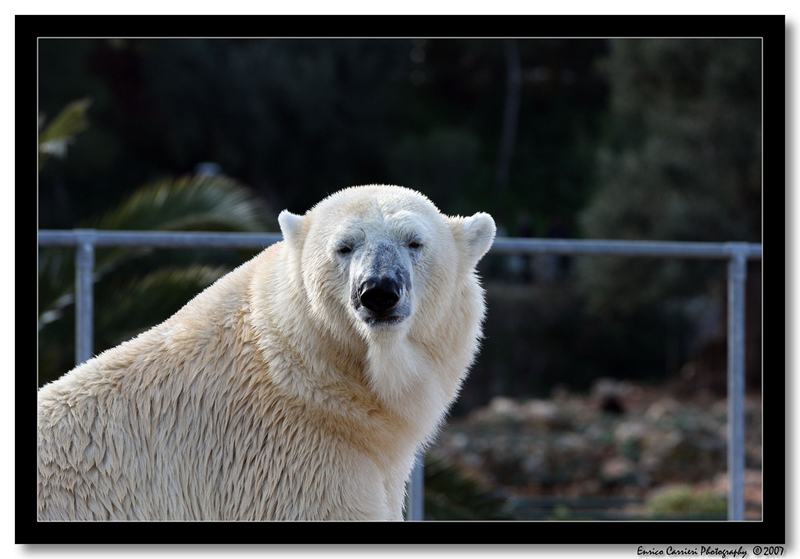 Orso bianco