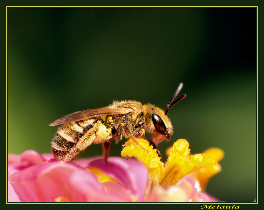 L'ape dorata  ( Osmia aurulenta )