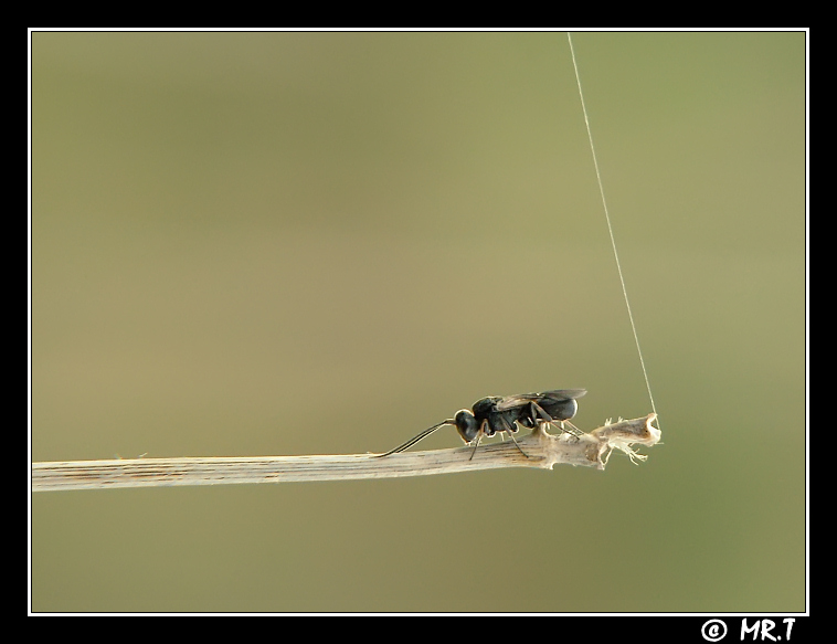 ...appesa ad un filo...