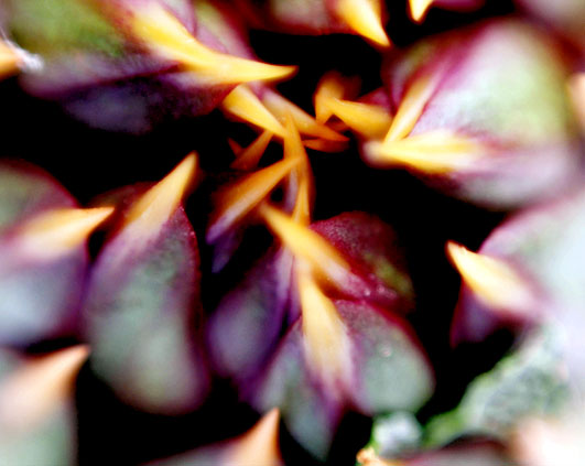 pianta carnivora o carciofo