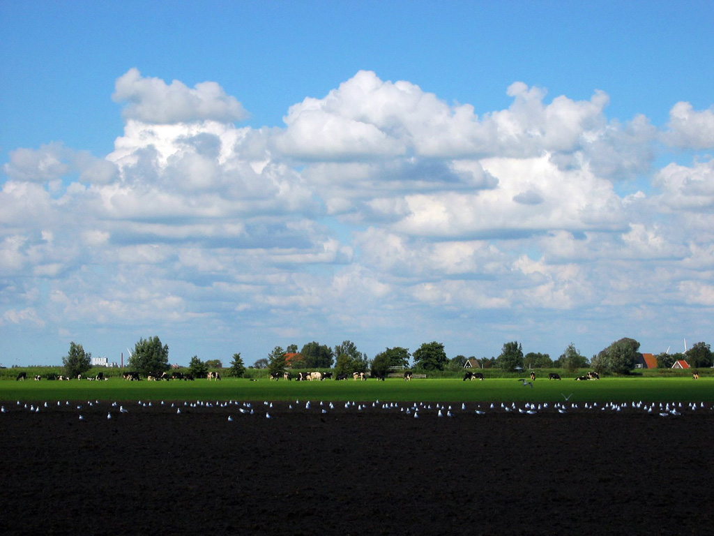 olanda mucche e gabbiani