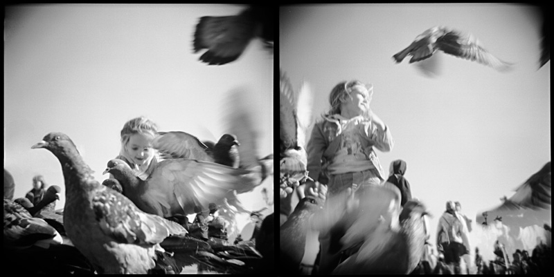 Pigeons in San Marco