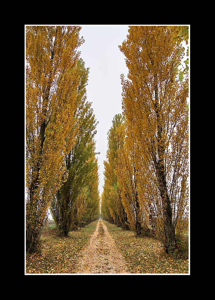 Camminando nel viale