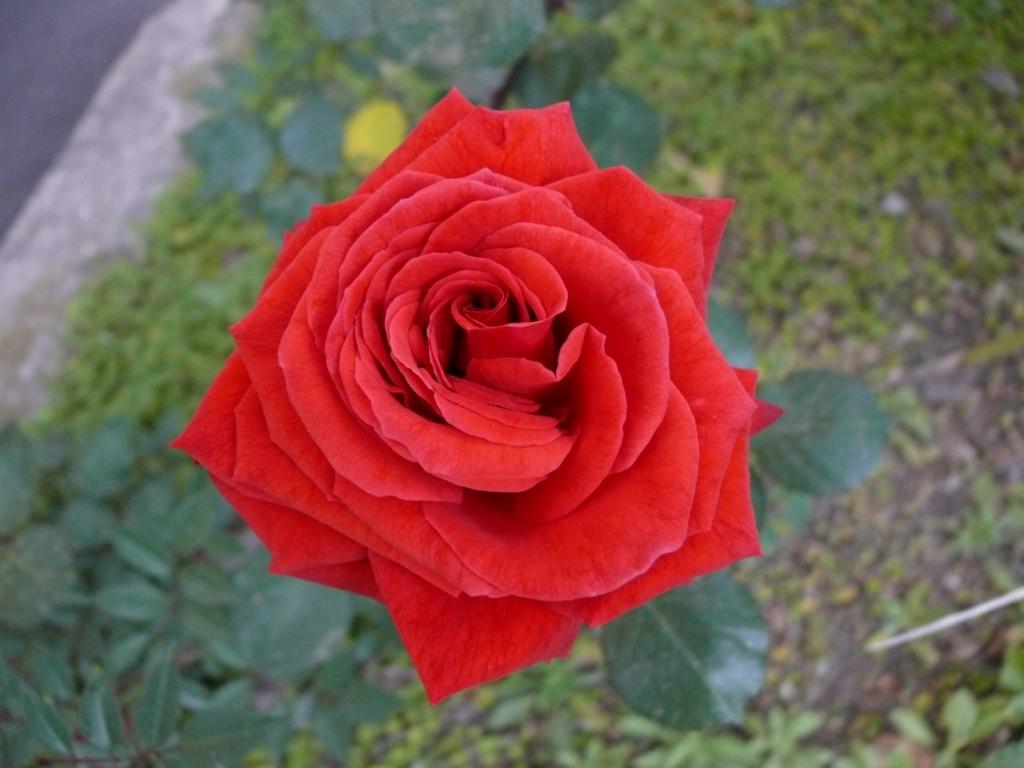 rosa