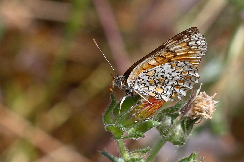 ancora dalla scorsa estate