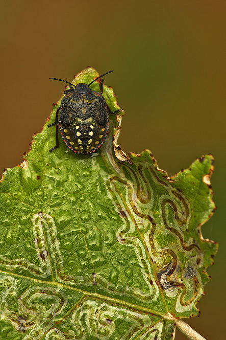 Graffiti con cimice?