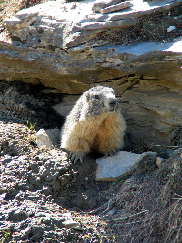 marmotta