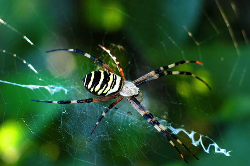 argiope fasciata