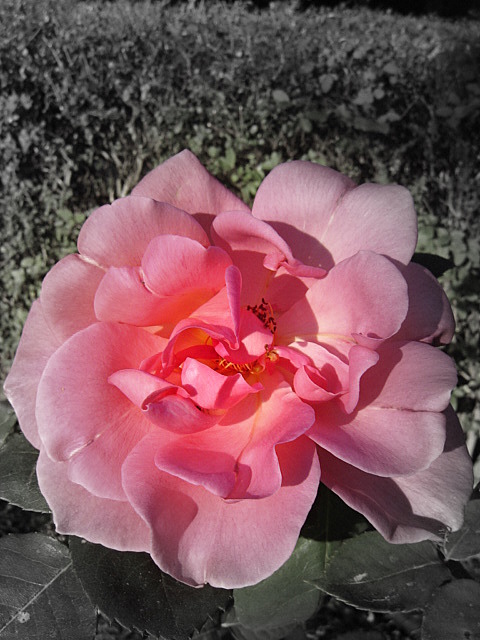 Pink Rose