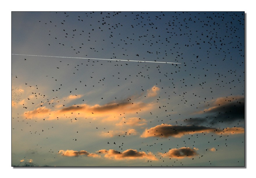 gli abitanti del cielo