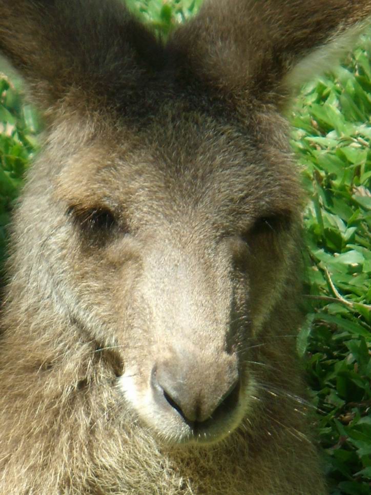 ...wallaby...in pensiero