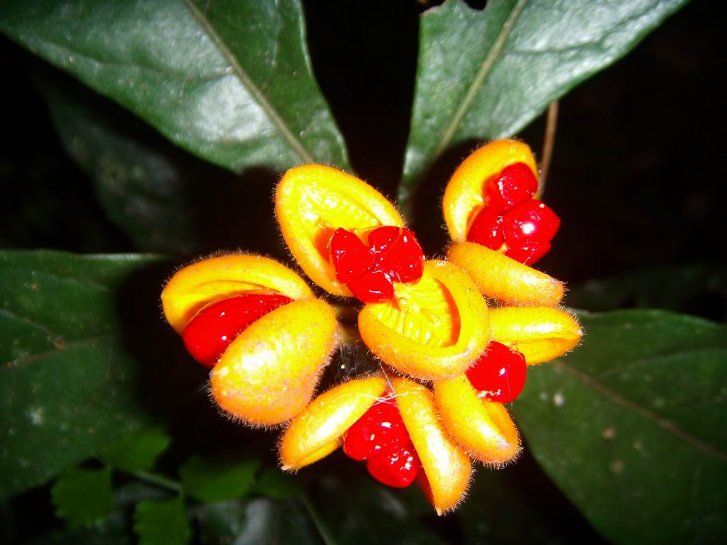 macro...in australia...