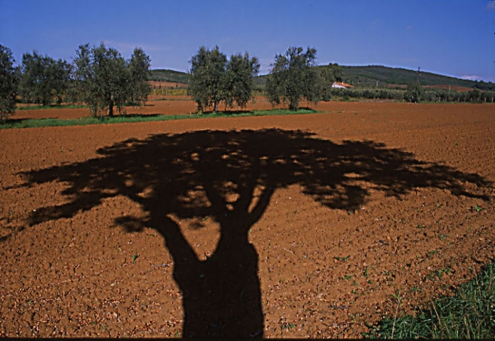 l'ombra della grande quercia